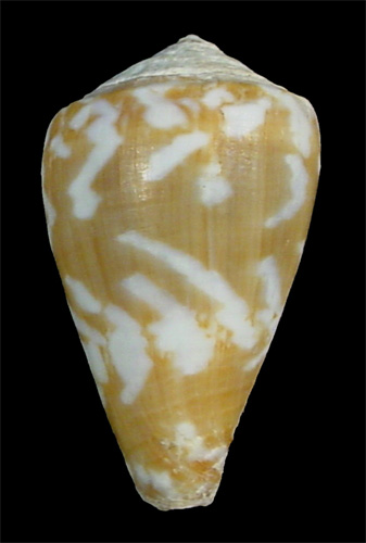 Conus curralensis  Rolán, 1986 Primary Type Image