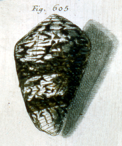 Cucullus cutisanguina  Röding, 1798 Representation of Lectotype Image