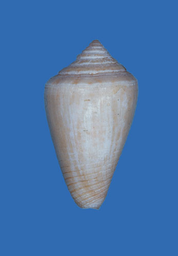 Conus cyanostoma  A. Adams, 1854 Primary Type Image