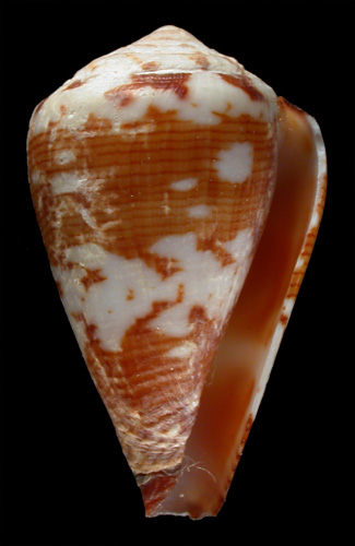 Conus damottai  Trovao, 1979 Primary Type Image