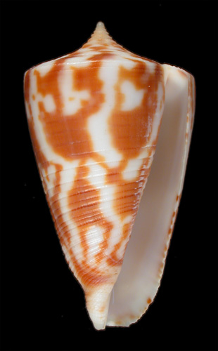 Conus dampierensis  Coomans & Filmer, 1985 Primary Type Image