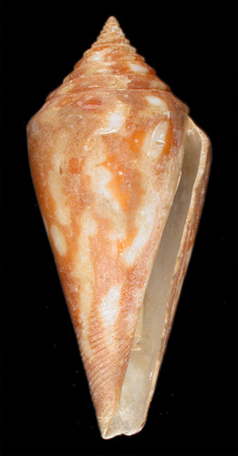 Conus darkini  Röckel. Korn & Richard, 1992 Primary Type Image