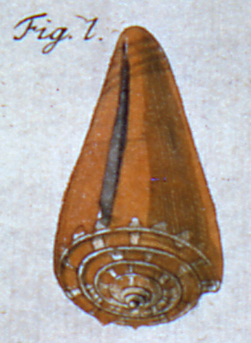 Conus daucus  Hwass in Bruguière, 1792 Representation of Lectotype Image