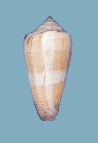 Conus daullei  Crosse, 1858 Primary Type Image