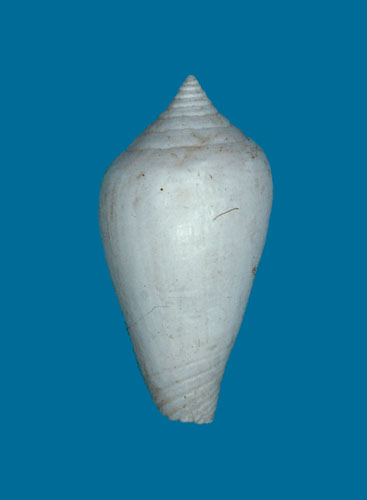 Conus dealbatus  A. Adams, 1854 Primary Type Image