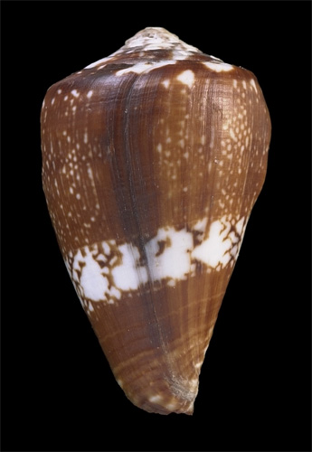 Conus delanoyi  Trovao, 1979 Primary Type Image