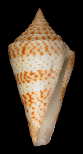 Conus delessertii  Récluz, 1843 Primary Type Image