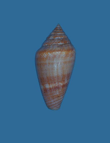 Conus desidiosus  A. Adams, 1854 Primary Type Image