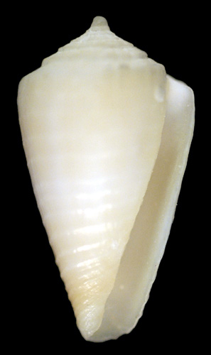 Conus (Magelliconus) deynzerorum  Petuch, 1995 Primary Type Image