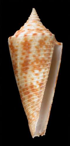 Conus (Leptoconus) dictator  Melvill, 1898 Primary Type Image