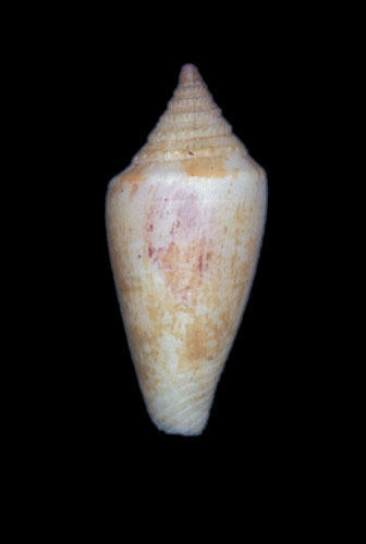 Conus dilectus  Gould, 1850 Primary Type Image