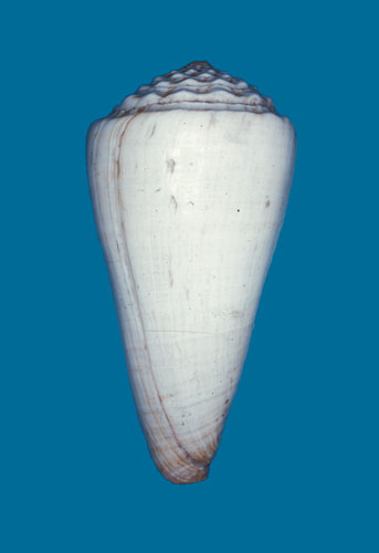 Conus distans  Hwass in Bruguière, 1792 Primary Type Image