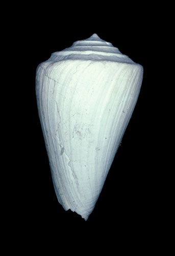 Conus diversiformis  Deshayes, 1835 Primary Type Image