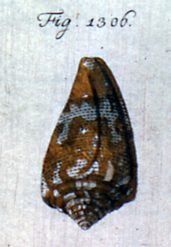 Conus cedonulli dominicanus  Hwass in Bruguière, 1792 Representation of Lectotype Image