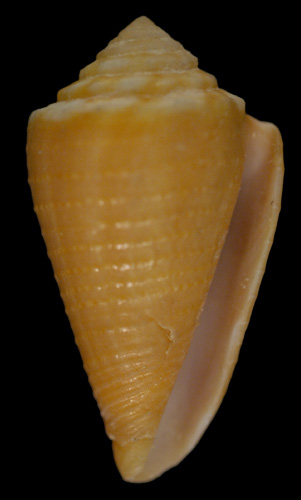 Conus (Purpuriconus) donnae  Petuch, 1998 Primary Type Image