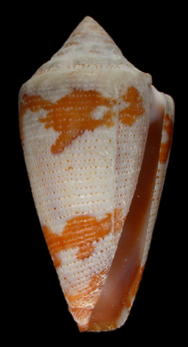 Conus duffyi  Petuch, 1992 Primary Type Image