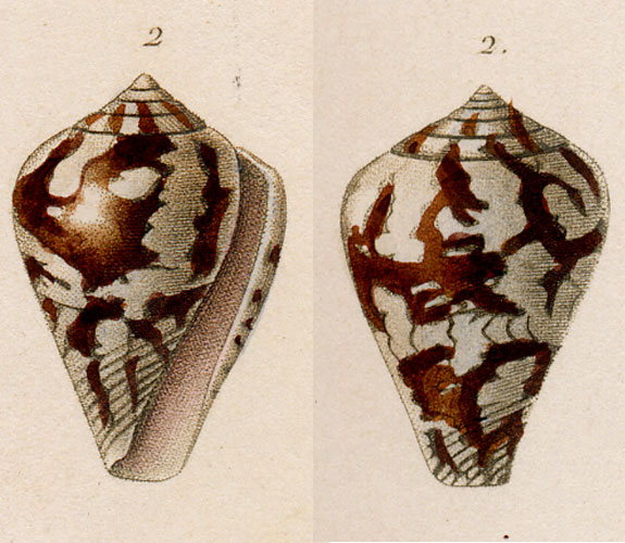 Conus dupontii  Kiener, 1846 Original Figure Image