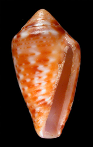 Conus duvali  Bernardi, 1862 Primary Type Image