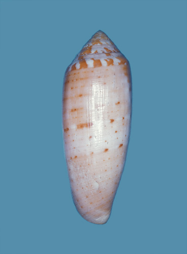 Conus dux  Hwass in Bruguière, 1792 Primary Type Image