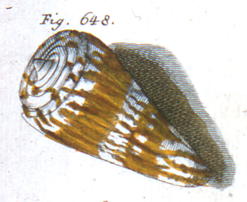 Cucullus dux  Röding, 1798 Representation of Lectotype Image