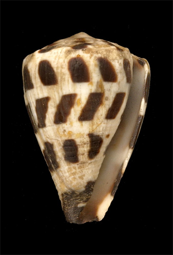 Conus ebraeus  Linnaeus, 1758 Primary Type Image