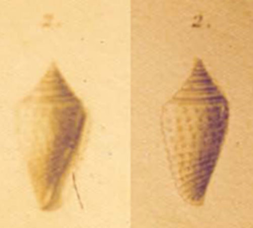 Conus echinulatus  Kiener, 1848 Representation of Holotype Image