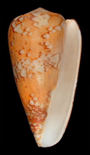 Conus echo  Maccá, 1991  Image