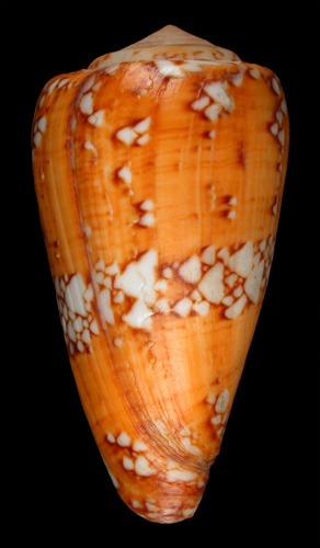 Conus echo  Maccá, 1991  Image