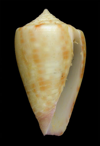 Conus edaphus  Dall, 1910 Primary Type Image