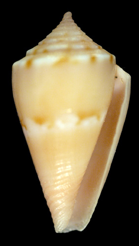 Conus (Purpuriconus) edwardpauli  Petuch, 1998 Primary Type Image