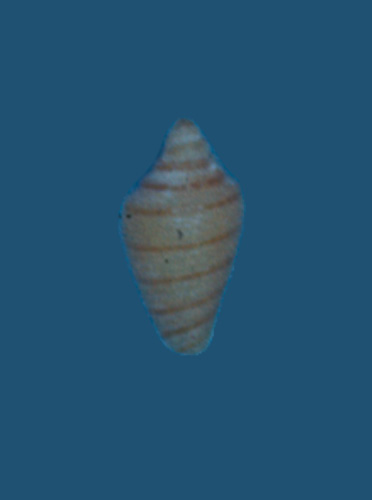 Conus egregius  Sowerby iii, 1914 Primary Type Image