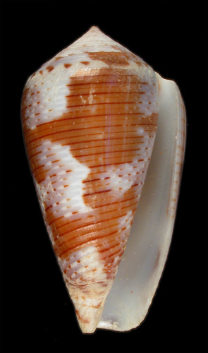 Conus nigropunctatus elatensis  Wils, 1971 Primary Type Image