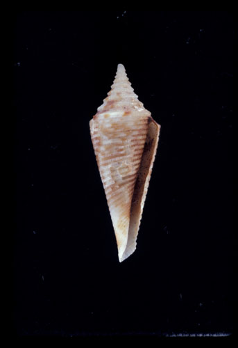 Conus schepmani  Fulton, 1936 Primary Type Image