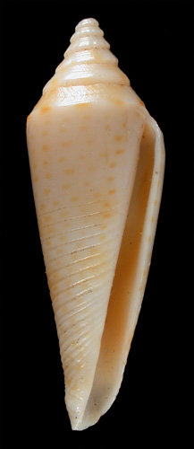 Conus elegans  Sowerby iii, 1895 Primary Type Image