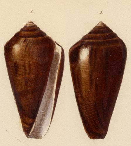 Conus elisae  Kiener, 1846 Original Figure Image