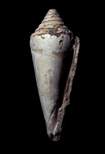 Conus elongatus  Borson, 1820 Primary Type Image