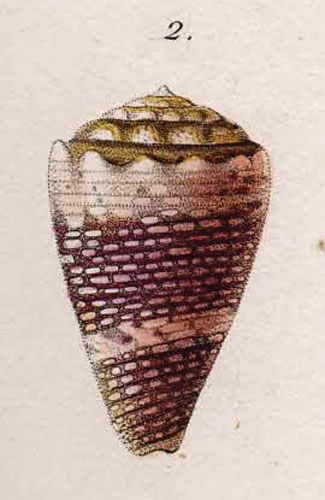 Conus encaustus  Kiener, 1845 Original Figure Image