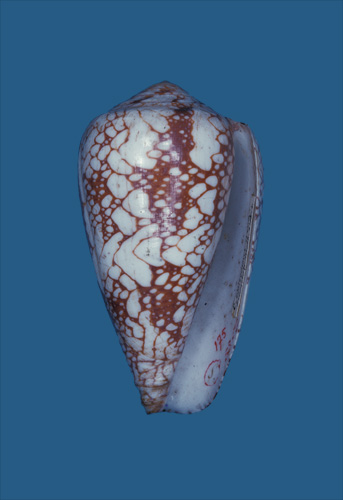 Conus episcopus  Hwass in Bruguière, 1792 Primary Type Image