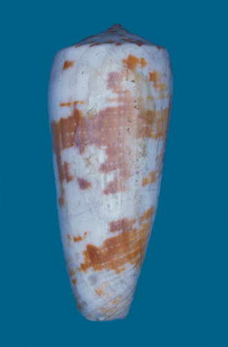 Conus epistomium  Reeve, 1844 Primary Type Image