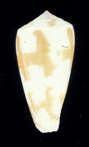 Conus epistomioides  Weinkauff, 1875 Primary Type Image