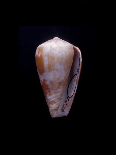 Conus ermineus  Born, 1778 Primary Type Image