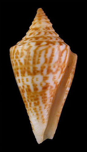 Conus ernesti  Petuch, 1990 Primary Type Image