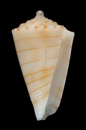 Conus estivali  Röckel, Richard & Moolenbeek, 1995 Primary Type Image