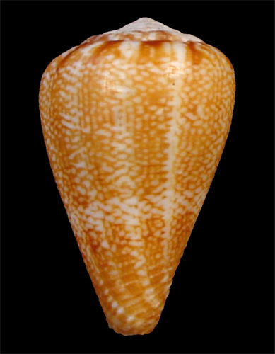 Conus evorai  Monteiro, Fernandes & Rolán, 1995 Primary Type Image