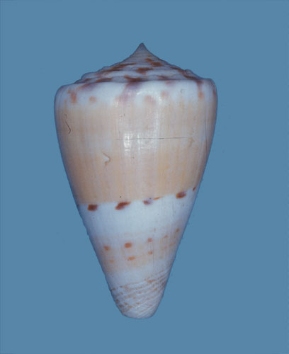 Conus excavatus  Sowerby ii, 1866 Primary Type Image