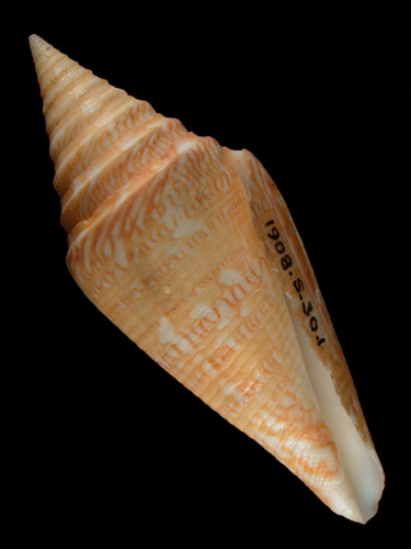 Conus excelsus  Sowerby iii, 1908 Primary Type Image