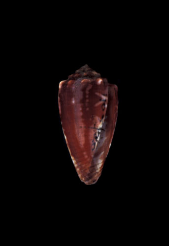 Conus exiguus  Lamarck, 1810 Primary Type Image