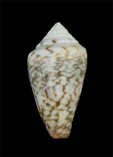Conus felitae  Rolán, 1990 Primary Type Image