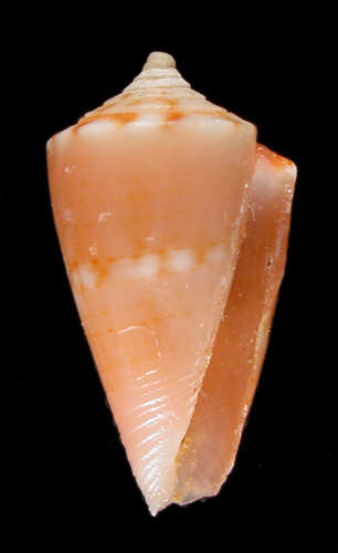 Conus flammeacolor  Petuch, 1992 Primary Type Image