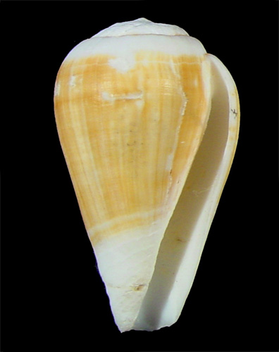 Conus flavusalbus  Röckel & Rolán, 2000 Primary Type Image